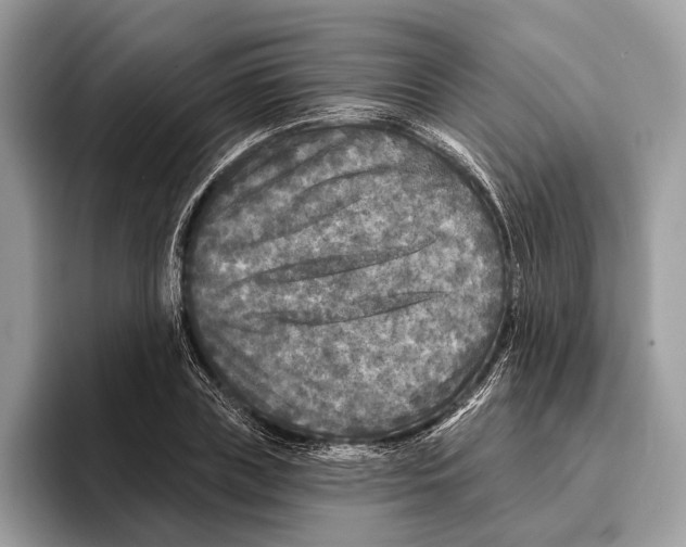 X0000095530835200801111411