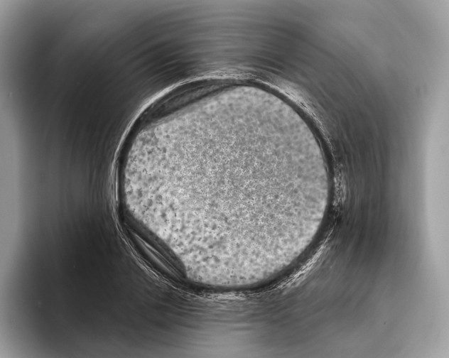 X0000095530838200801111411