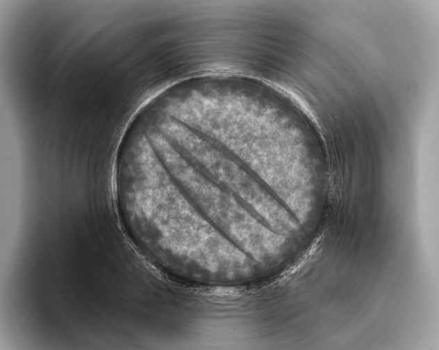 X0000095530839200801111411