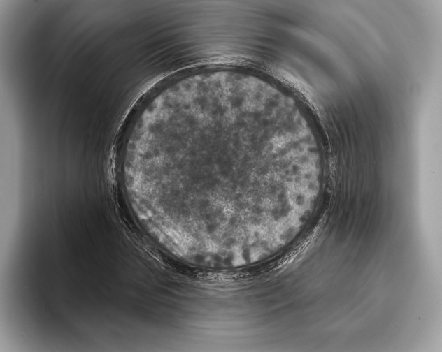 X0000095530875200801111411