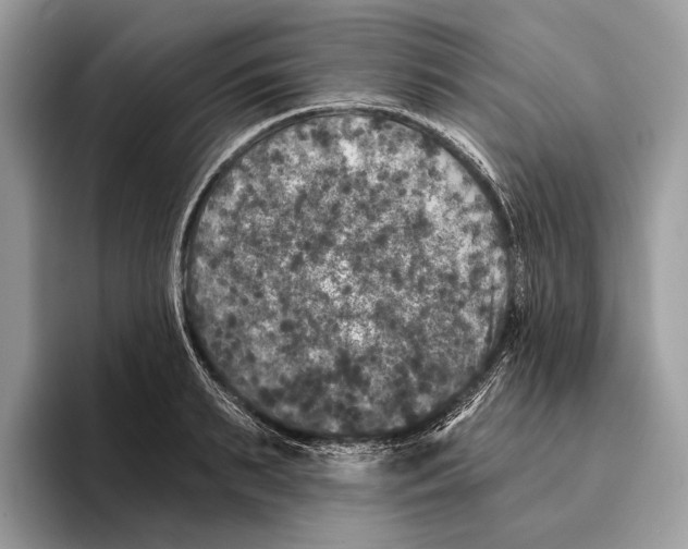 X0000095530895200801111411