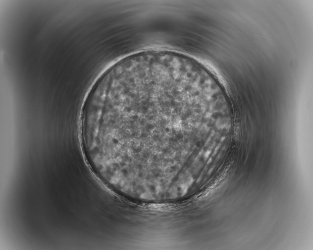 X0000095530903200801111411