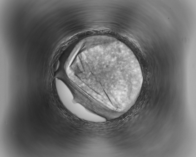 X0000095530920200801111410