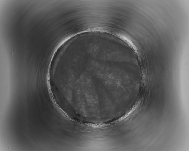 X0000095530952200801111410