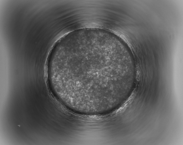 X0000095530979200801111410