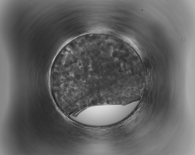 X0000095531103200801111408