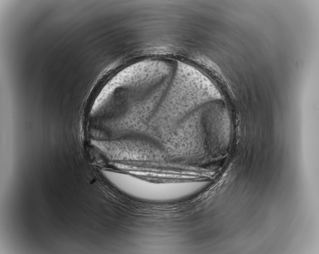 X0000095531218200801111406