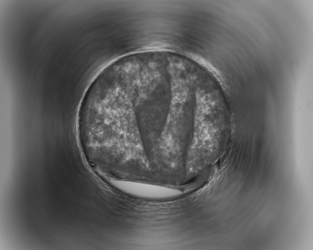 X0000095531423200801111404