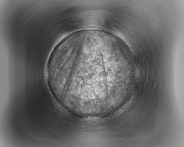 X0000095531466200801111403