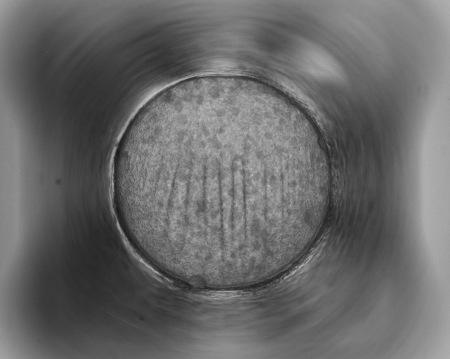 X0000095531479200801111403