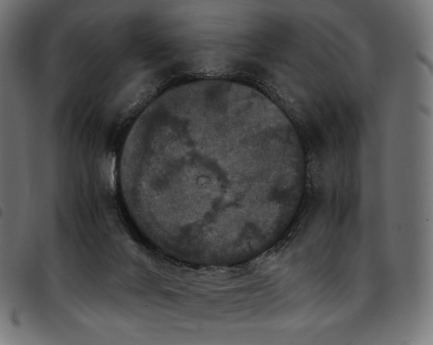 X0000095540024200712141534