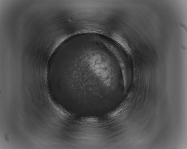 X0000095540156200712141532