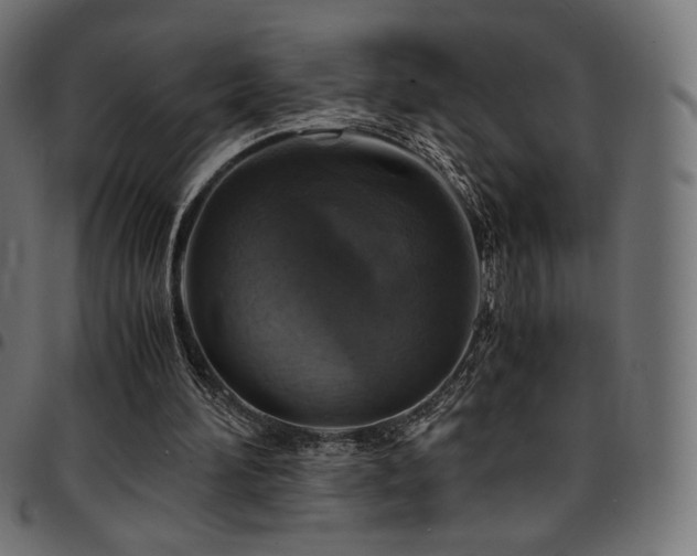 X0000095540196200712141532