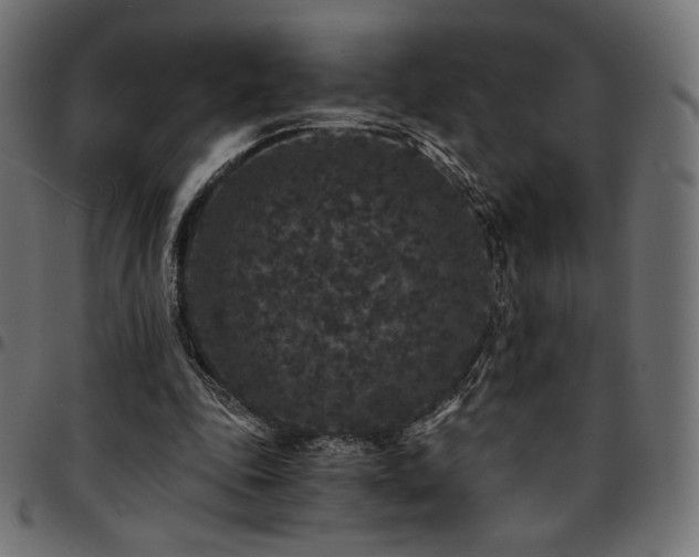 X0000095540343200712141529