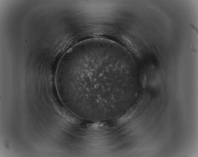 X0000095540366200712141530