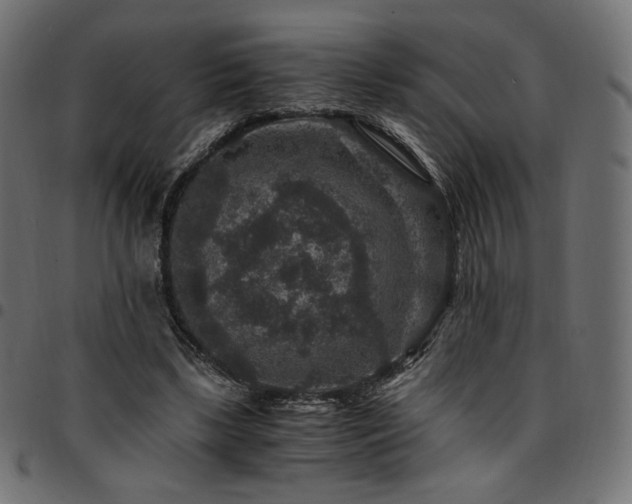 X0000095540443200712141528