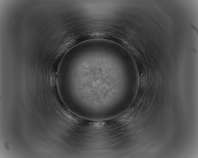 X0000095540474200712141528