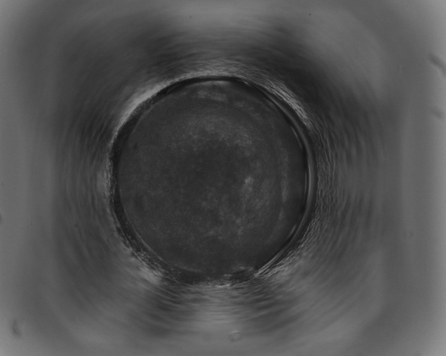 X0000095540724200712141524