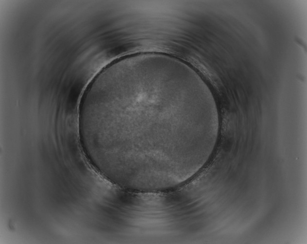 X0000095540836200712141523