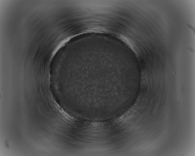 X0000095540923200712141521