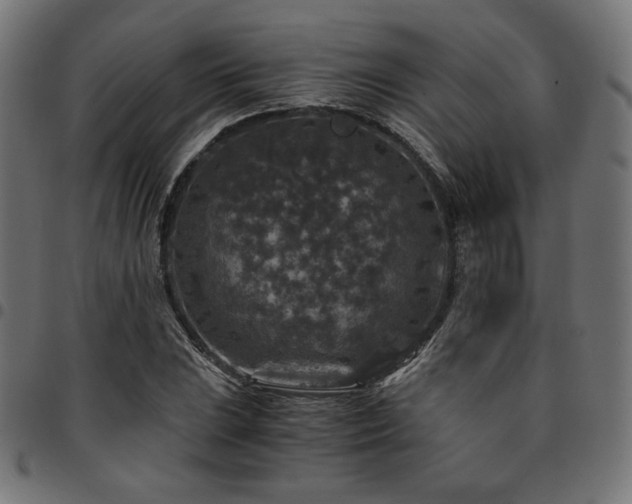 X0000095541023200712141520