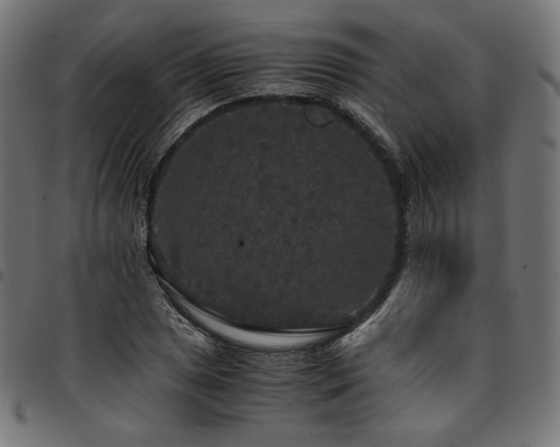 X0000095541025200712141520