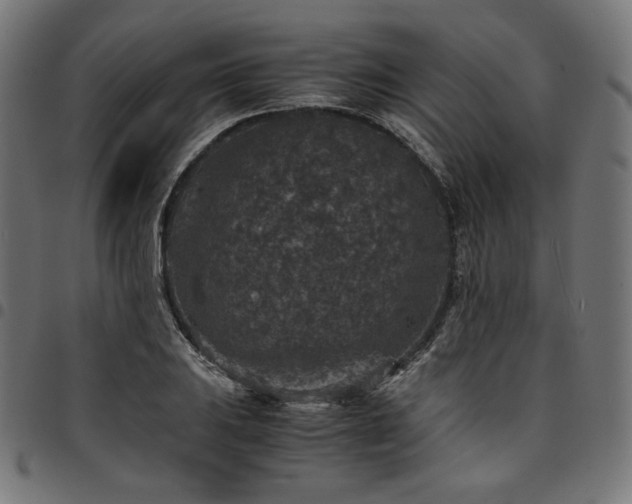 X0000095541031200712141520