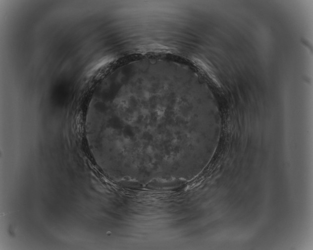 X0000095541063200712141520