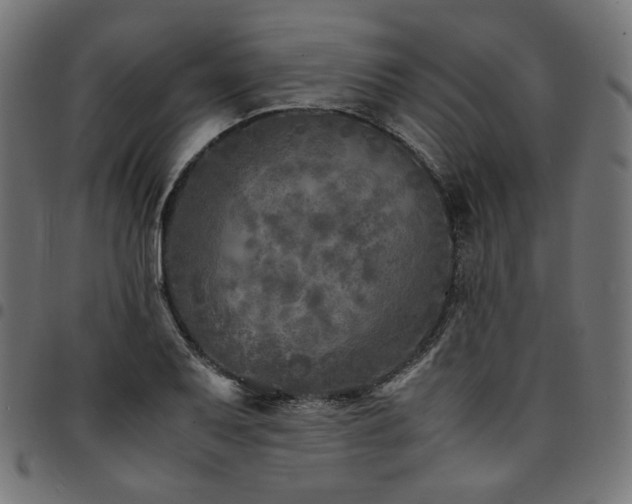 X0000095541079200712141519