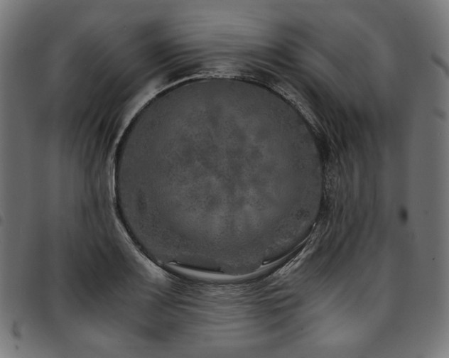 X0000095541083200712141519