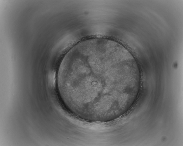 X0000095540024200712211357