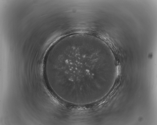 X0000095540243200712211354