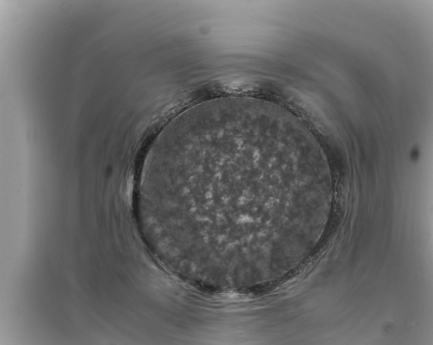 X0000095540319200712211353