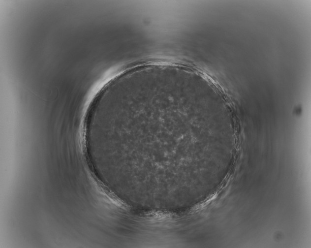 X0000095540343200712211352