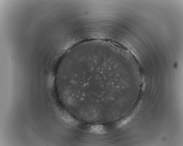 X0000095540355200712211353