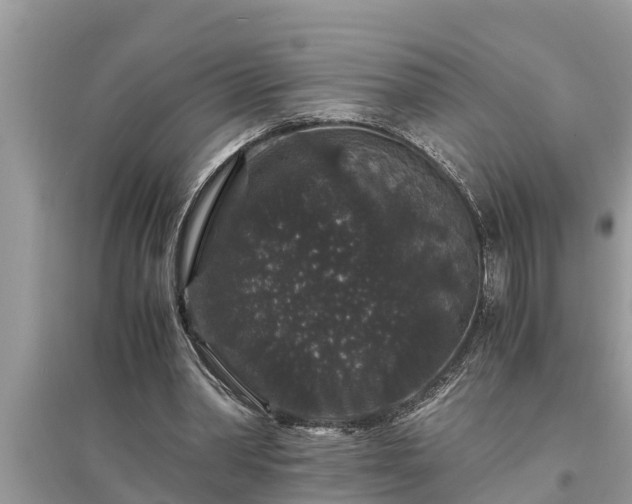 X0000095540390200712211352