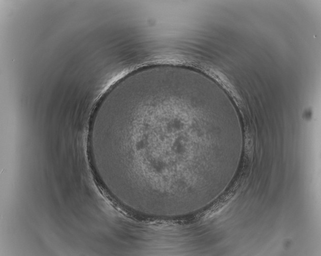 X0000095540434200712211351