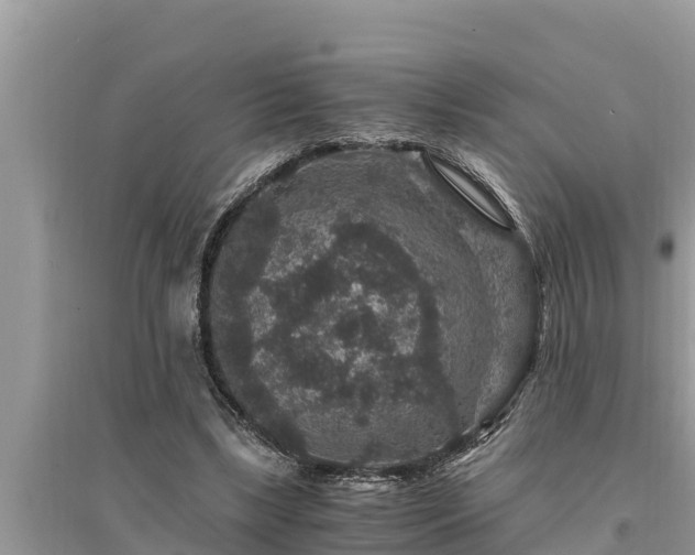 X0000095540443200712211351