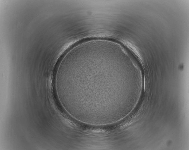 X0000095540483200712211351