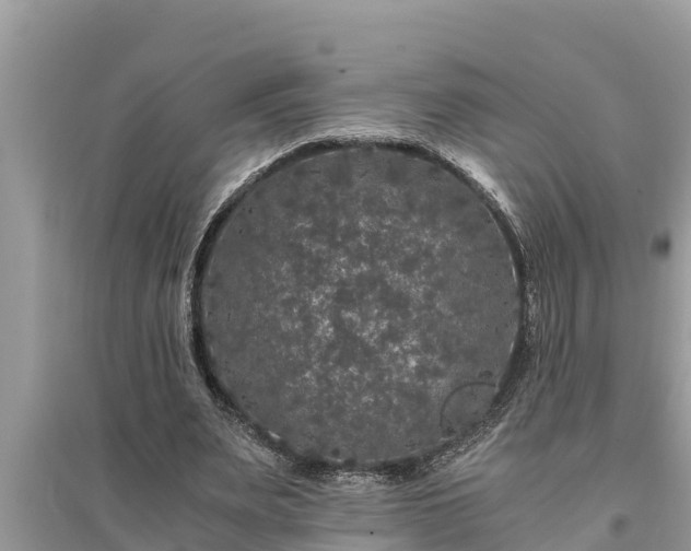 X0000095540487200712211351