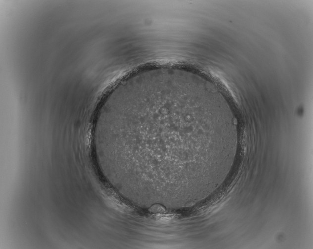 X0000095540495200712211351