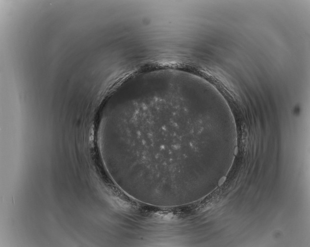 X0000095540502200712211351