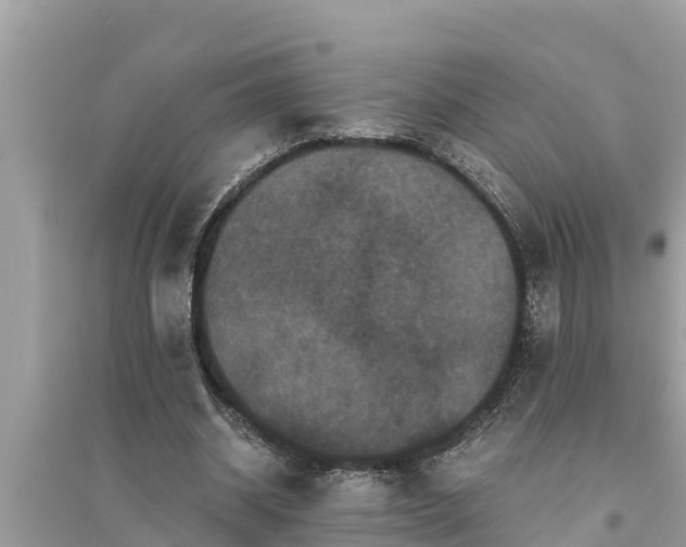 X0000095540534200712211350