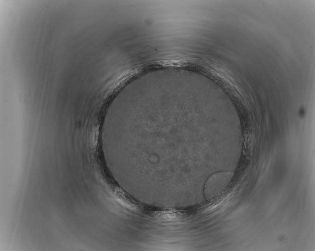 X0000095540652200712211349