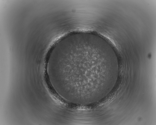 X0000095540736200712211347