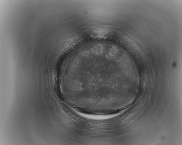 X0000095540747200712211347