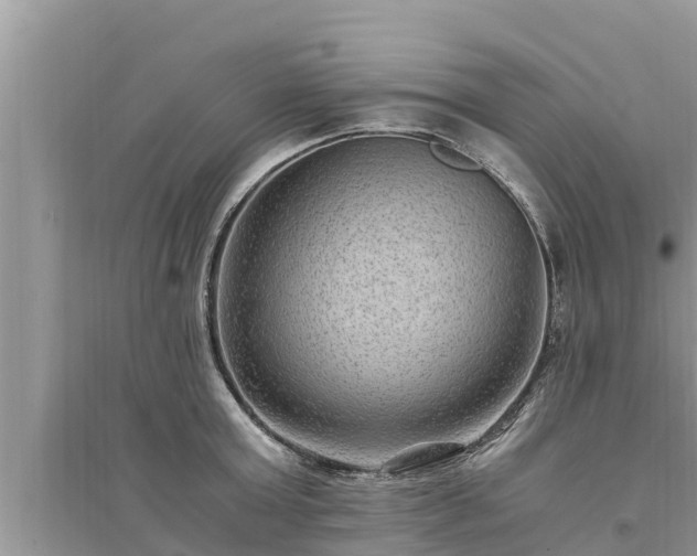 X0000095540803200712211346