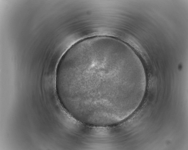 X0000095540836200712211346