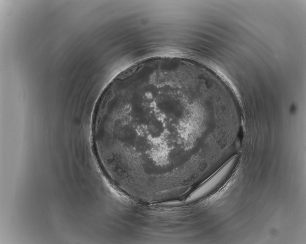 X0000095540845200712211346