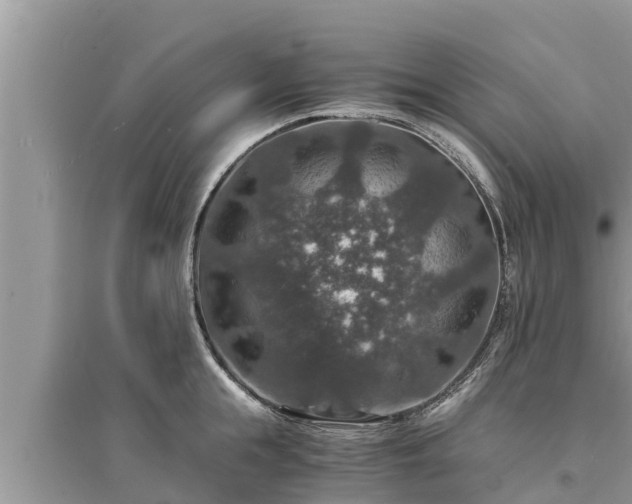 X0000095540855200712211346